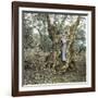 Palma (Island of Majorca, Balearics, Spain), Woman in the Trunk of an Old Olive Tree, Circa 1895-Leon, Levy et Fils-Framed Photographic Print