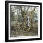 Palma (Island of Majorca, Balearics, Spain), Woman in the Trunk of an Old Olive Tree, Circa 1895-Leon, Levy et Fils-Framed Photographic Print