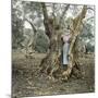 Palma (Island of Majorca, Balearics, Spain), Woman in the Trunk of an Old Olive Tree, Circa 1895-Leon, Levy et Fils-Mounted Photographic Print