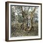 Palma (Island of Majorca, Balearics, Spain), Woman in the Trunk of an Old Olive Tree, Circa 1895-Leon, Levy et Fils-Framed Premium Photographic Print