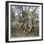 Palma (Island of Majorca, Balearics, Spain), Woman in the Trunk of an Old Olive Tree, Circa 1895-Leon, Levy et Fils-Framed Premium Photographic Print