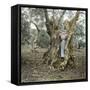 Palma (Island of Majorca, Balearics, Spain), Woman in the Trunk of an Old Olive Tree, Circa 1895-Leon, Levy et Fils-Framed Stretched Canvas