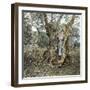 Palma (Island of Majorca, Balearics, Spain), Woman in the Trunk of an Old Olive Tree, Circa 1895-Leon, Levy et Fils-Framed Photographic Print