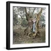 Palma (Island of Majorca, Balearics, Spain), Woman in the Trunk of an Old Olive Tree, Circa 1895-Leon, Levy et Fils-Framed Photographic Print