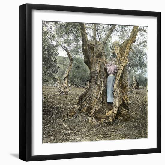 Palma (Island of Majorca, Balearics, Spain), Woman in the Trunk of an Old Olive Tree, Circa 1895-Leon, Levy et Fils-Framed Photographic Print