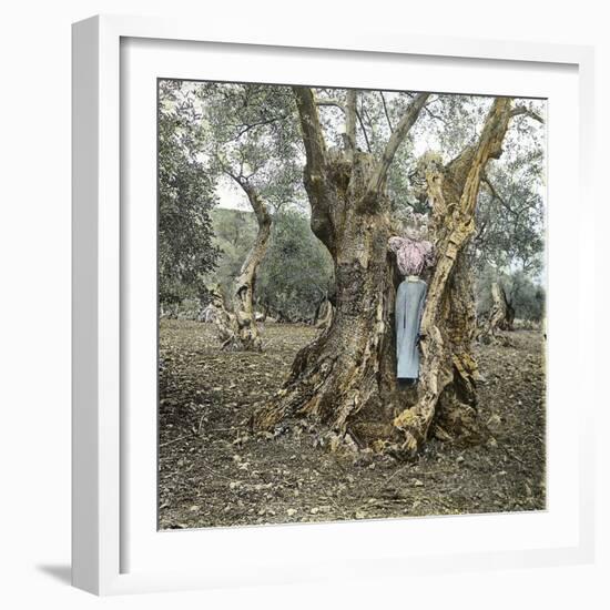 Palma (Island of Majorca, Balearics, Spain), Woman in the Trunk of an Old Olive Tree, Circa 1895-Leon, Levy et Fils-Framed Photographic Print