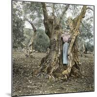 Palma (Island of Majorca, Balearics, Spain), Woman in the Trunk of an Old Olive Tree, Circa 1895-Leon, Levy et Fils-Mounted Photographic Print