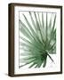 Palma Verde Close Up-Patricia Pinto-Framed Art Print