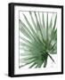 Palma Verde Close Up-Patricia Pinto-Framed Art Print