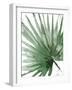 Palma Verde Close Up-Patricia Pinto-Framed Art Print