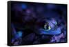 Palmated gecko with fluorescent body areas under UV-Emanuele Biggi-Framed Stretched Canvas