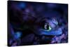Palmated gecko with fluorescent body areas under UV-Emanuele Biggi-Stretched Canvas