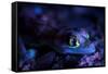 Palmated gecko with fluorescent body areas under UV-Emanuele Biggi-Framed Stretched Canvas