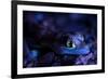 Palmated gecko with fluorescent body areas under UV-Emanuele Biggi-Framed Photographic Print