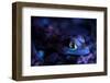 Palmated gecko with fluorescent body areas under UV-Emanuele Biggi-Framed Photographic Print