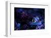 Palmated gecko with fluorescent body areas under UV-Emanuele Biggi-Framed Photographic Print