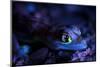 Palmated gecko with fluorescent body areas under UV-Emanuele Biggi-Mounted Photographic Print