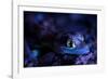 Palmated gecko with fluorescent body areas under UV-Emanuele Biggi-Framed Photographic Print