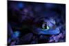 Palmated gecko with fluorescent body areas under UV-Emanuele Biggi-Mounted Photographic Print