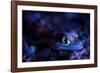 Palmated gecko with fluorescent body areas under UV-Emanuele Biggi-Framed Photographic Print