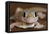 Palmato Gecko Close Up of the Head with Water Droplets-null-Framed Stretched Canvas