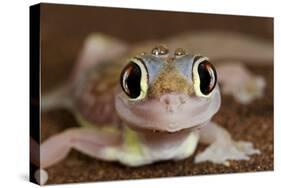 Palmato Gecko Close Up of the Head with Water Droplets-null-Stretched Canvas