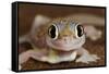 Palmato Gecko Close Up of the Head with Water Droplets-null-Framed Stretched Canvas