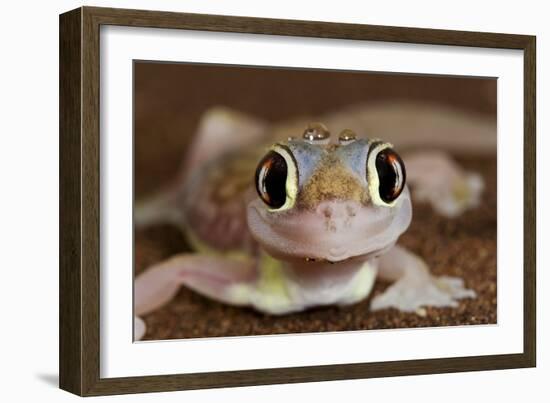 Palmato Gecko Close Up of the Head with Water Droplets-null-Framed Photographic Print