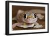 Palmato Gecko Close Up of the Head with Water Droplets-null-Framed Photographic Print