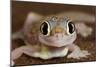 Palmato Gecko Close Up of the Head with Water Droplets-null-Mounted Photographic Print