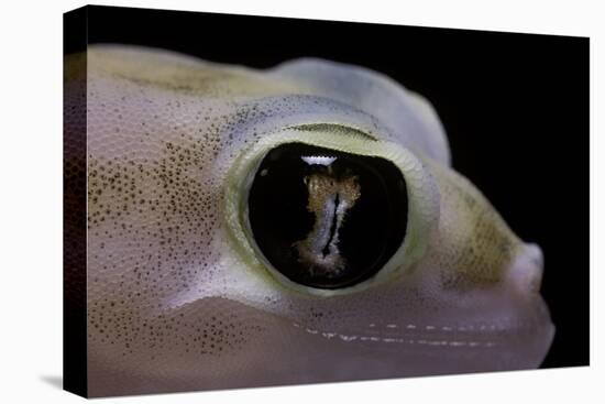 Palmatogecko Rangei (Namib Sand Gecko) - Eye-Paul Starosta-Stretched Canvas