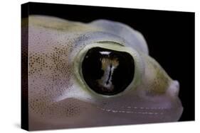 Palmatogecko Rangei (Namib Sand Gecko) - Eye-Paul Starosta-Stretched Canvas