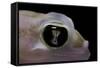 Palmatogecko Rangei (Namib Sand Gecko) - Eye-Paul Starosta-Framed Stretched Canvas