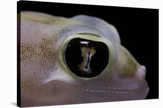 Palmatogecko Rangei (Namib Sand Gecko) - Eye-Paul Starosta-Stretched Canvas