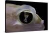 Palmatogecko Rangei (Namib Sand Gecko) - Eye-Paul Starosta-Stretched Canvas