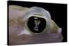 Palmatogecko Rangei (Namib Sand Gecko) - Eye-Paul Starosta-Stretched Canvas