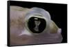 Palmatogecko Rangei (Namib Sand Gecko) - Eye-Paul Starosta-Framed Stretched Canvas