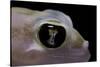 Palmatogecko Rangei (Namib Sand Gecko) - Eye-Paul Starosta-Stretched Canvas