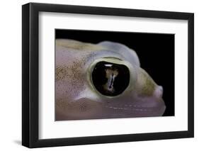 Palmatogecko Rangei (Namib Sand Gecko) - Eye-Paul Starosta-Framed Photographic Print