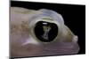 Palmatogecko Rangei (Namib Sand Gecko) - Eye-Paul Starosta-Mounted Photographic Print