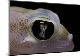 Palmatogecko Rangei (Namib Sand Gecko) - Eye-Paul Starosta-Mounted Photographic Print