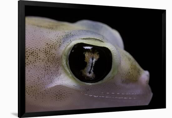 Palmatogecko Rangei (Namib Sand Gecko) - Eye-Paul Starosta-Framed Photographic Print