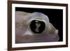 Palmatogecko Rangei (Namib Sand Gecko) - Eye-Paul Starosta-Framed Photographic Print