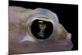 Palmatogecko Rangei (Namib Sand Gecko) - Eye-Paul Starosta-Mounted Photographic Print