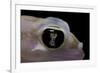 Palmatogecko Rangei (Namib Sand Gecko) - Eye-Paul Starosta-Framed Photographic Print