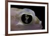 Palmatogecko Rangei (Namib Sand Gecko) - Eye-Paul Starosta-Framed Photographic Print