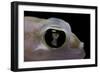 Palmatogecko Rangei (Namib Sand Gecko) - Eye-Paul Starosta-Framed Photographic Print