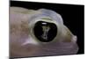 Palmatogecko Rangei (Namib Sand Gecko) - Eye-Paul Starosta-Mounted Photographic Print