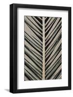 Palmblad_005-1x Studio III-Framed Photographic Print