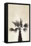 Palmera II-Yuyu Pont-Framed Stretched Canvas